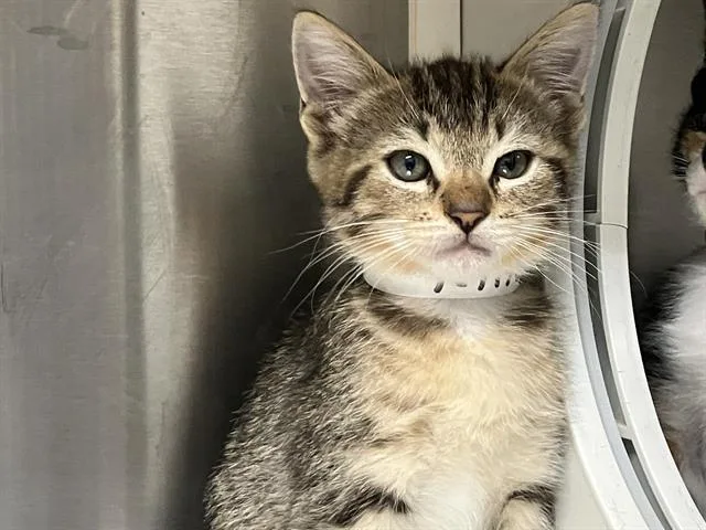 A baby small-sized male Domestic Short Hair cat named Hulk for adoption in Tustin, CA