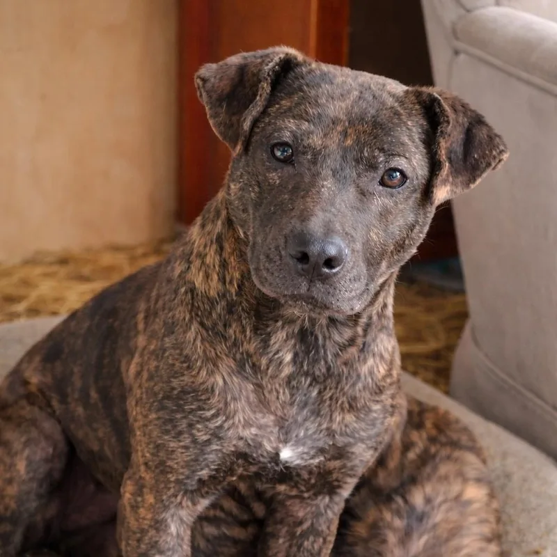A young small-sized male Brindle Staffordshire Bull Terrier dog named Happy for adoption in Rogersville, MO