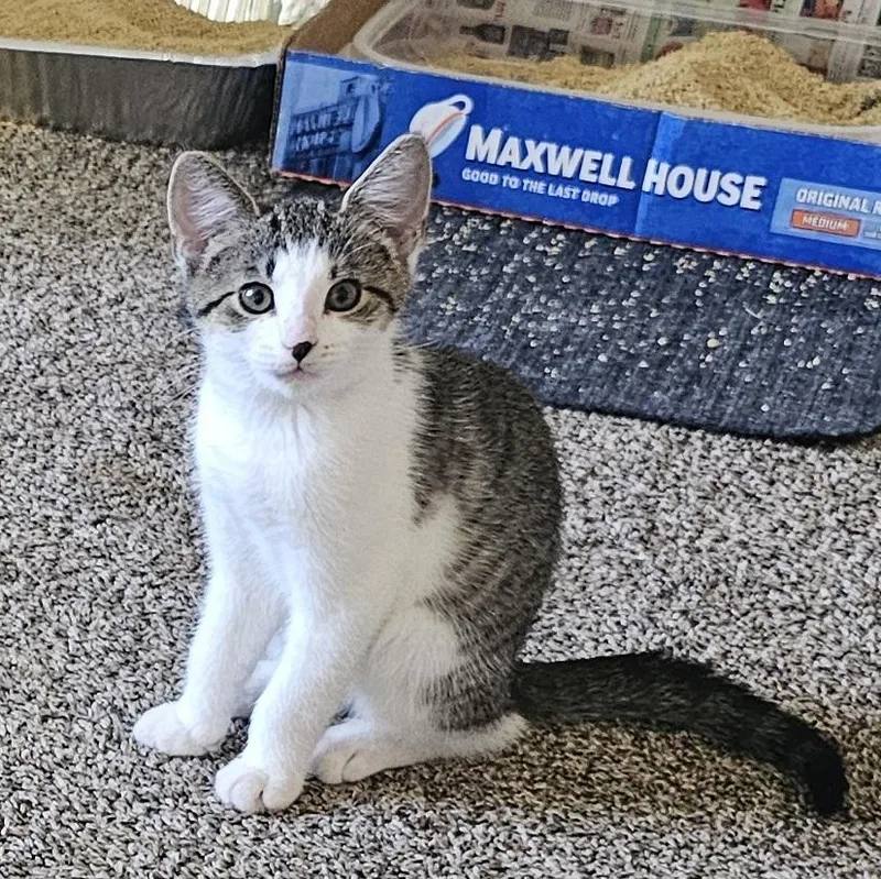 A baby small-sized female Tabby (Brown / Chocolate) Domestic Short Hair cat named Patches for adoption in Hartville, OH