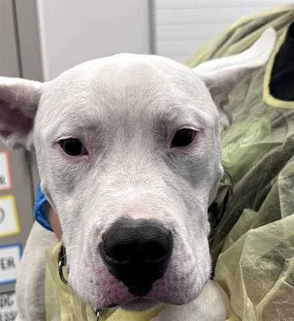 A young small-sized male Pit Bull Terrier dog named Spumoni for adoption in Tucson, AZ
