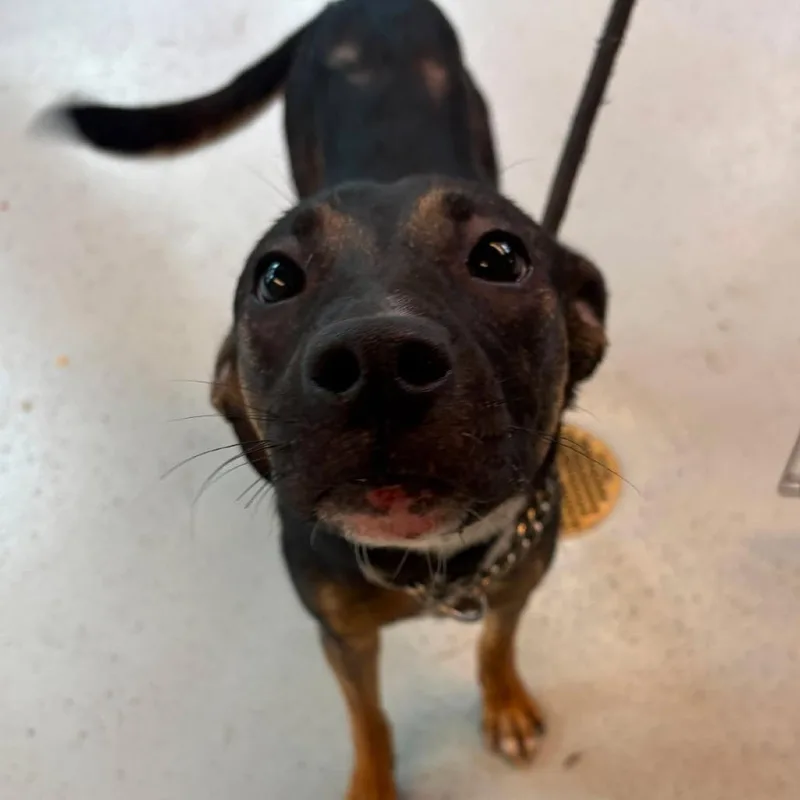 An adult small-sized female Black Mixed Breed dog named Aster Flores Stray Hold for adoption in Huntington, WV