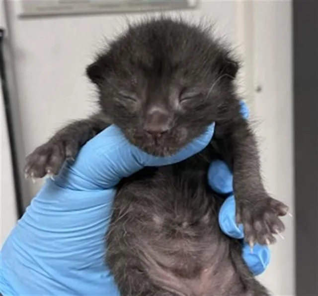 A baby small-sized male Domestic Short Hair cat named George for adoption in San Bernardino, CA