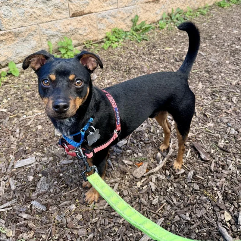 A young small-sized male Black Chihuahua dog named Benny FKA Button for adoption in Falls Church, VA