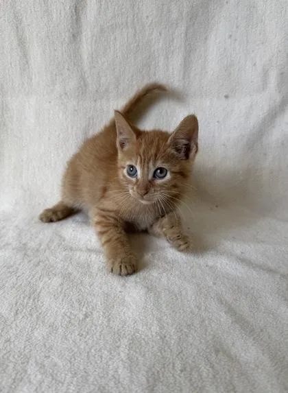 A young medium-sized female Domestic Short Hair cat named Garfield for adoption in Buffalo, MN
