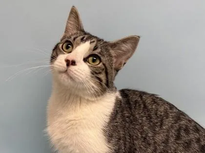 An adult small-sized male Domestic Short Hair cat named Miguel Rivera for adoption in Golden Valley, MN