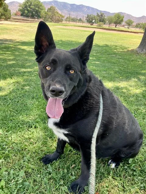 An adult medium-sized male Labrador Retriever dog named Buddy for adoption in Albuquerque, NM
