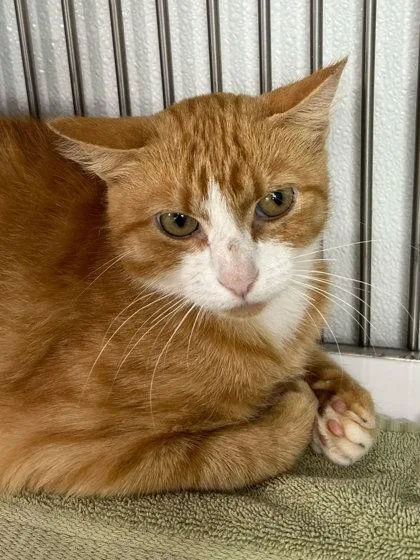 An adult medium-sized female Domestic Short Hair cat named Twilight for adoption in Elmira, NY