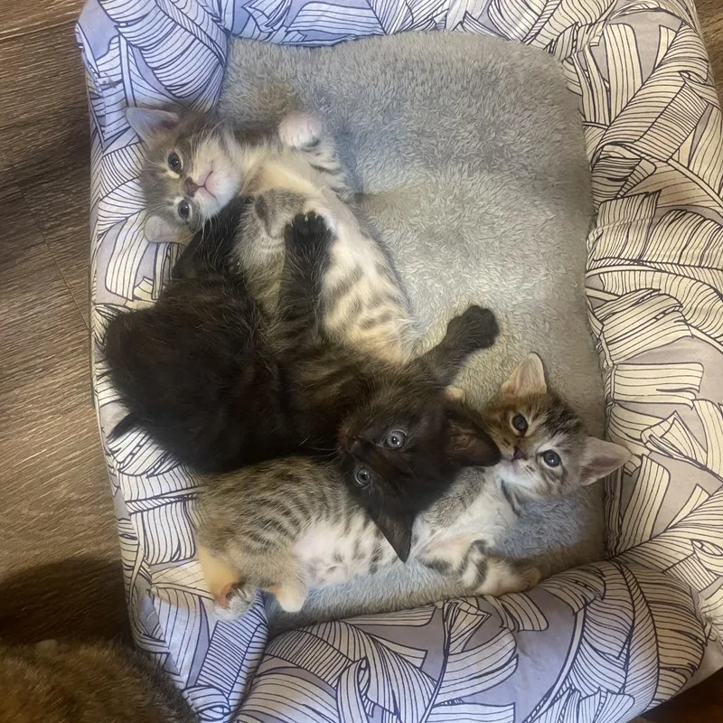 A baby small-sized female Black Domestic Short Hair cat named Audrey for adoption in Tuscaloosa, AL