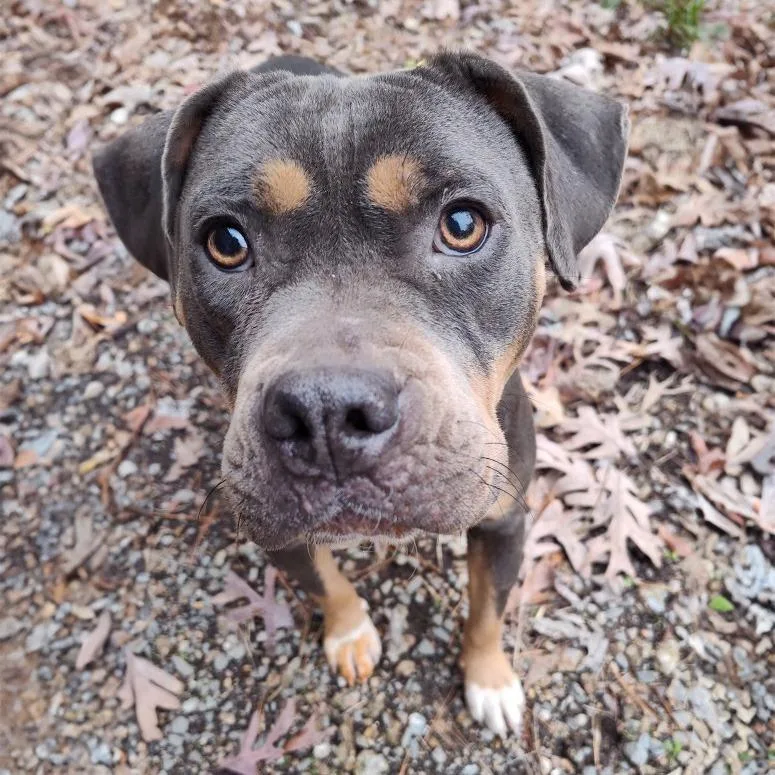 An adult large-sized female Pit Bull Terrier dog named Bella for adoption in Little Rock, AR