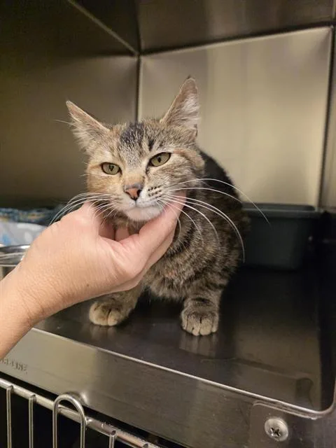 An adult medium-sized female Domestic Short Hair cat named Cappucino for adoption in West Valley City, UT