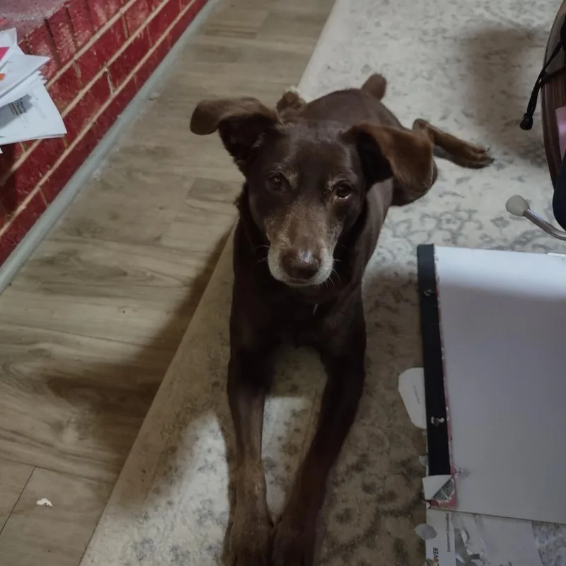 A senior small-sized male Brown / Chocolate Chocolate Labrador Retriever dog named Hunter for adoption in Livingston, TX