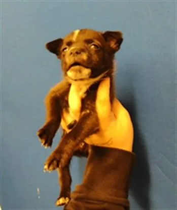 A baby small-sized male Chihuahua dog named Klause for adoption in Albuquerque, NM