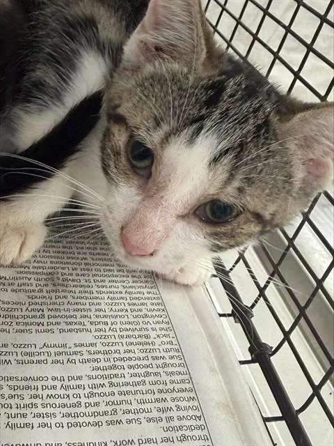 A baby small-sized female Domestic Short Hair cat named Zuri for adoption in Fort Lauderdale, FL