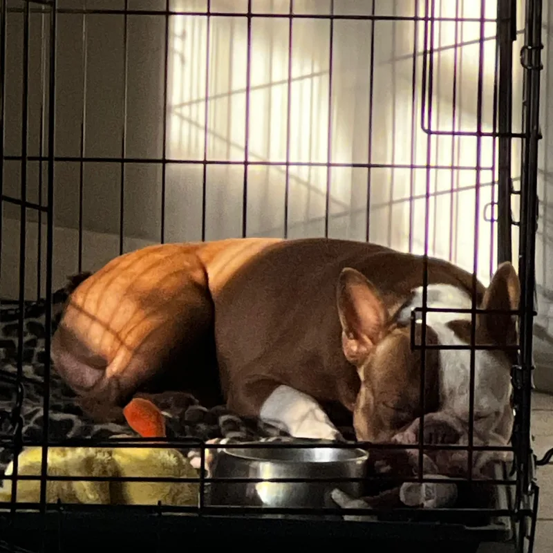A young small-sized male Boston Terrier dog named Chewy for adoption in Magnolia, TX