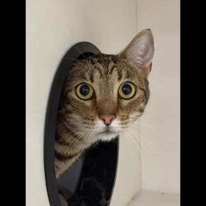 An adult medium-sized male Domestic Short Hair cat named Timon for adoption in Fairfax, VA