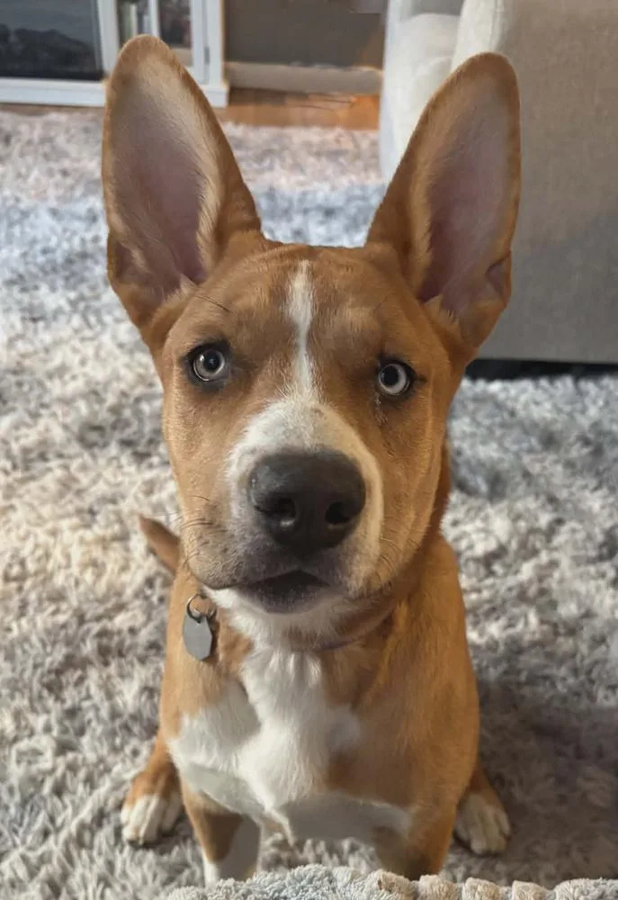 A baby medium-sized female White / Cream Siberian Husky dog named Sophia for adoption in Lafayette, IN
