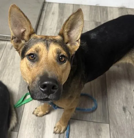 A young medium-sized female German Shepherd Dog dog named Star for adoption in Redlands, CA