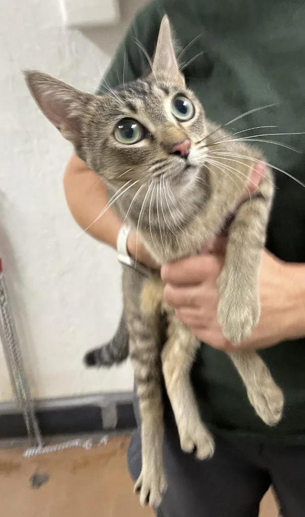 A young medium-sized female Domestic Short Hair cat named Penny for adoption in Chico, CA