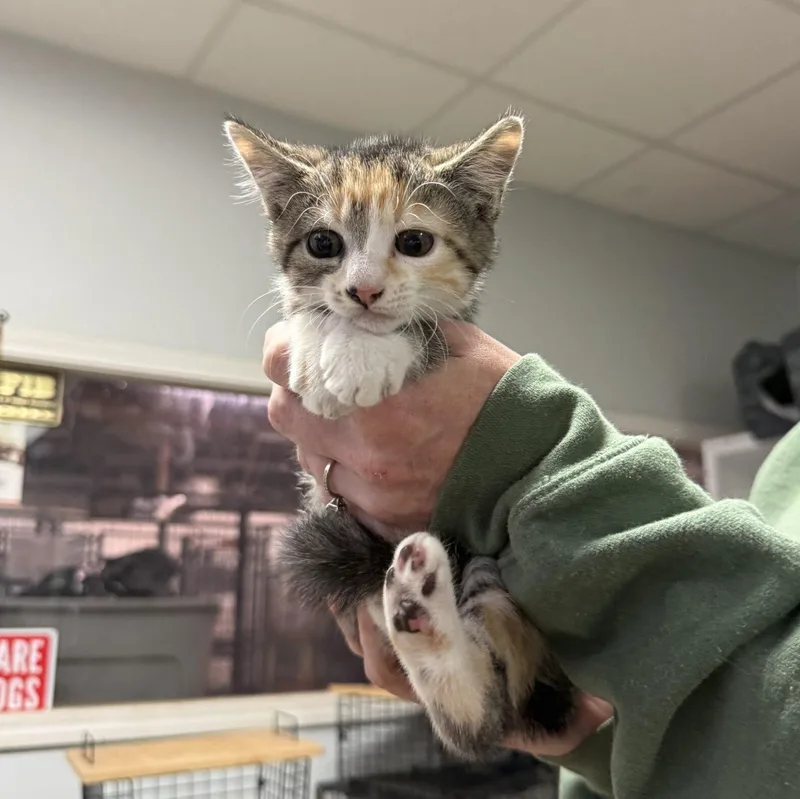 A baby medium-sized female Domestic Short Hair cat named Storage for adoption in Columbia, SC