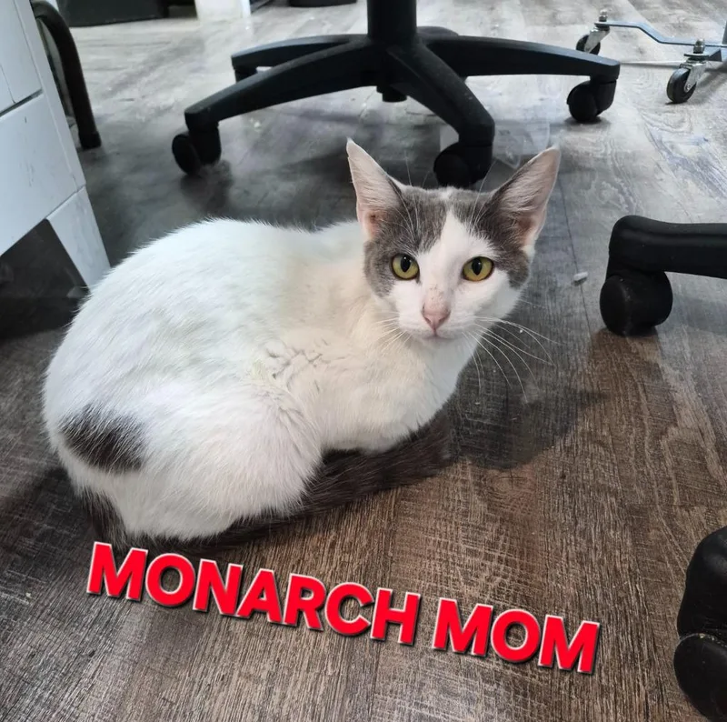 A young medium-sized female Domestic Short Hair cat named Monarch Mom for adoption in Rome, GA