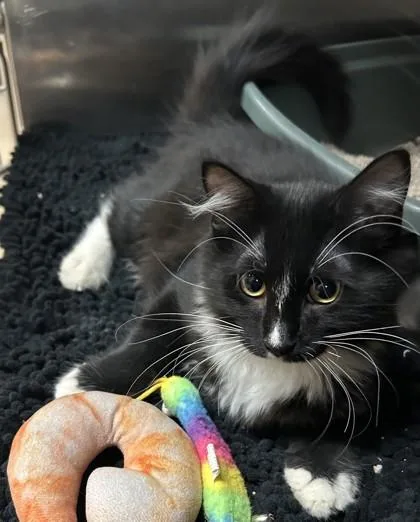An adult small-sized female Domestic Long Hair cat named Rogue for adoption in Phoenix, AZ