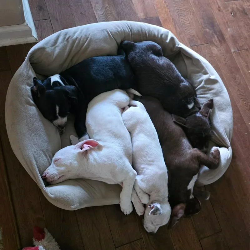 A baby medium-sized female White / Cream American Staffordshire Terrier dog named Snowflake for adoption in Mooresville, NC