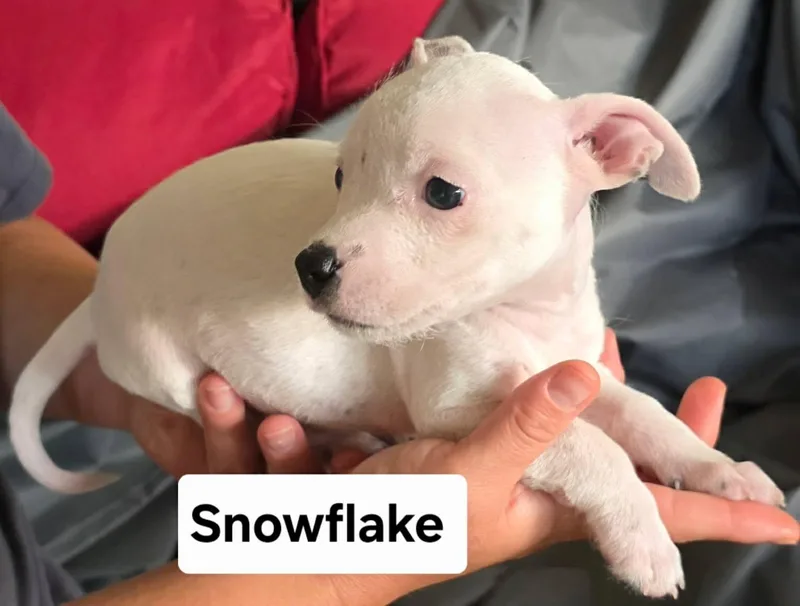 Snowflake thumbnail 2