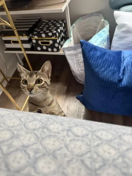 A young small-sized female Domestic Short Hair cat named Darcy for adoption in Austin, TX