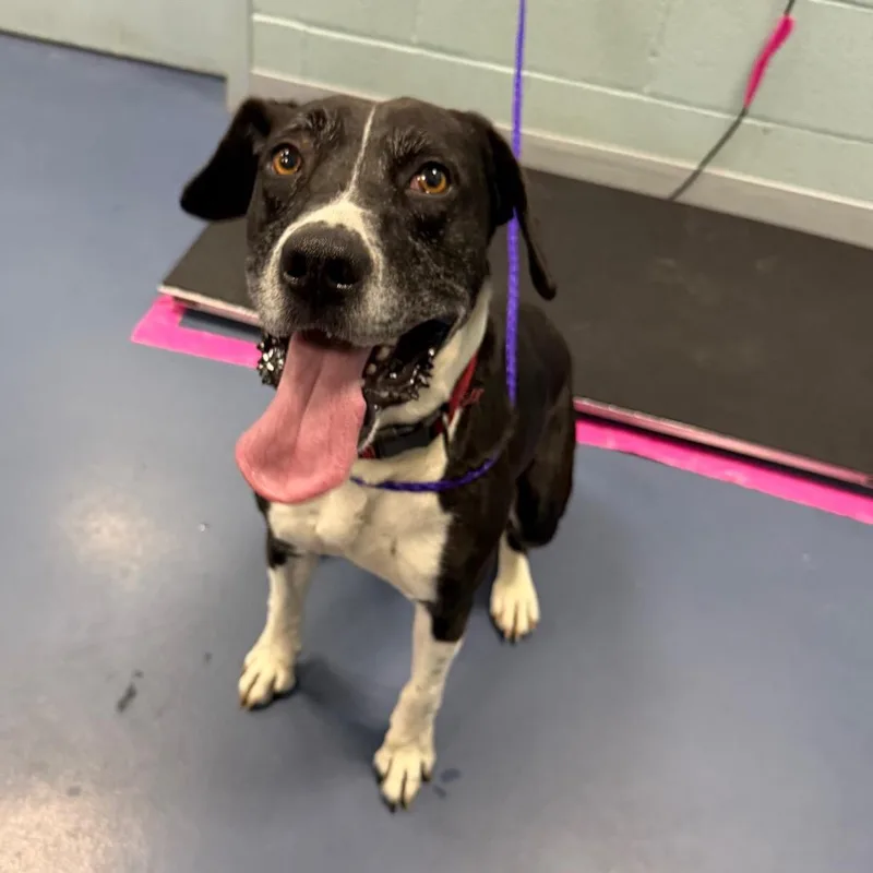 A senior medium-sized male Black Mixed Breed dog named Runner for adoption in Greensboro, NC