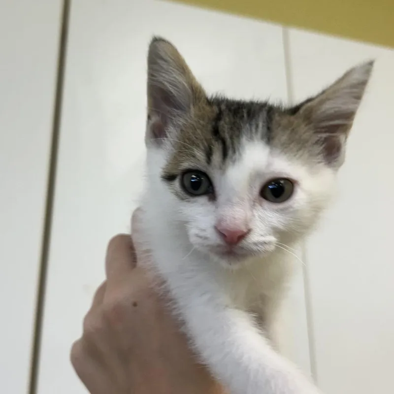 A baby small-sized female White Domestic Short Hair cat named Betty for adoption in West Olive, MI