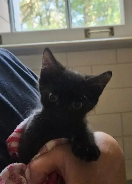 A baby medium-sized male Black Domestic Short Hair cat named Inky for adoption in Watkinsville, GA