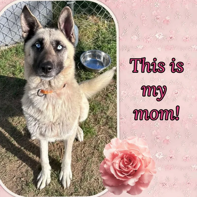 A baby large-sized male Black Mixed Breed dog named Ash for adoption in Fredericksburg, VA