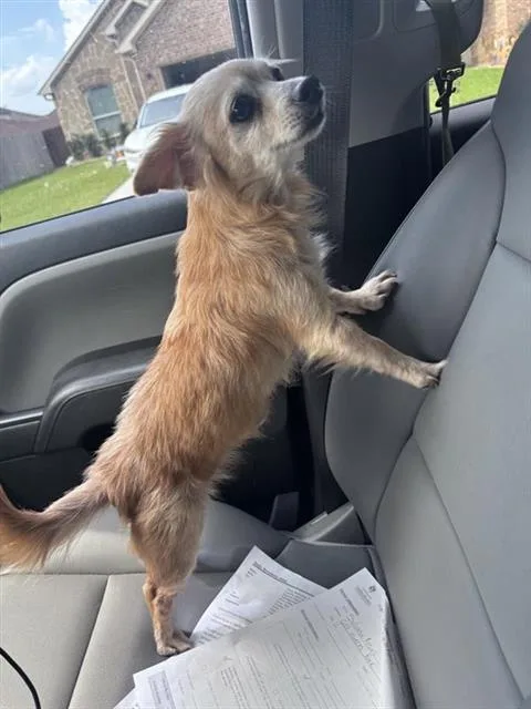 An adult small-sized female Chihuahua dog named A for adoption in Houston, TX