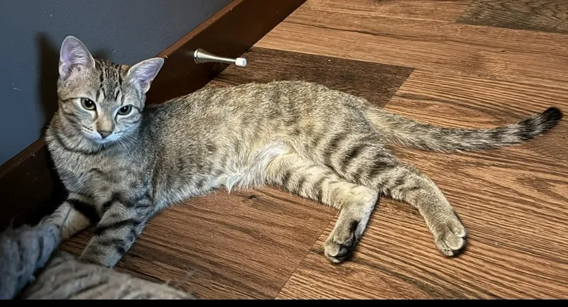 A young medium-sized female Tabby (Buff / Tan / Fawn) Domestic Short Hair cat named Laia for adoption in De Soto, IA