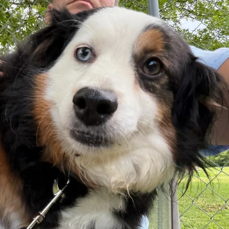 An adult small-sized female Black Australian Shepherd dog named Elsie for adoption in Columbia Station, OH