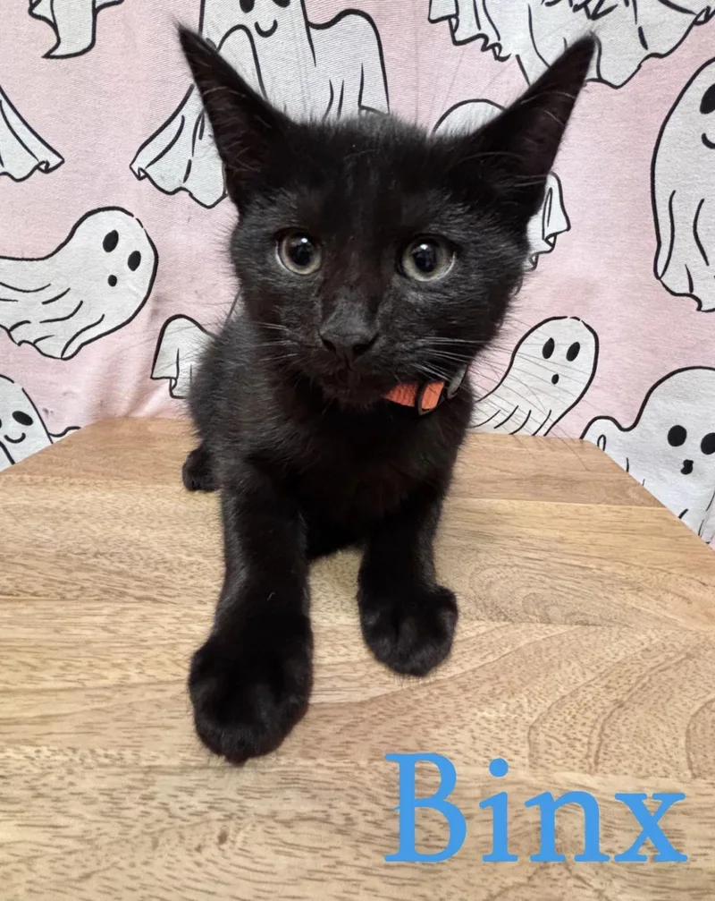 A young medium-sized male Black Domestic Short Hair cat named Binx for adoption in Brick, NJ