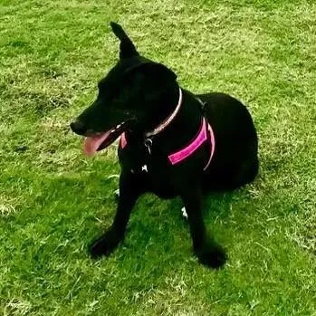 An adult medium-sized female Black Dachshund dog named Pantera  & Beto for adoption in Houston, TX