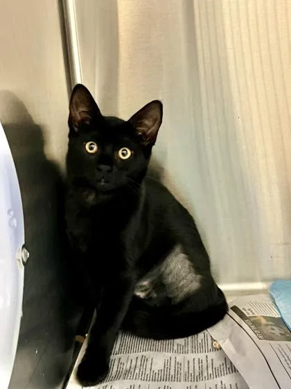 A baby medium-sized female Domestic Short Hair cat named Panther for adoption in Pleasanton, CA