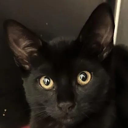 Panther thumbnail 2