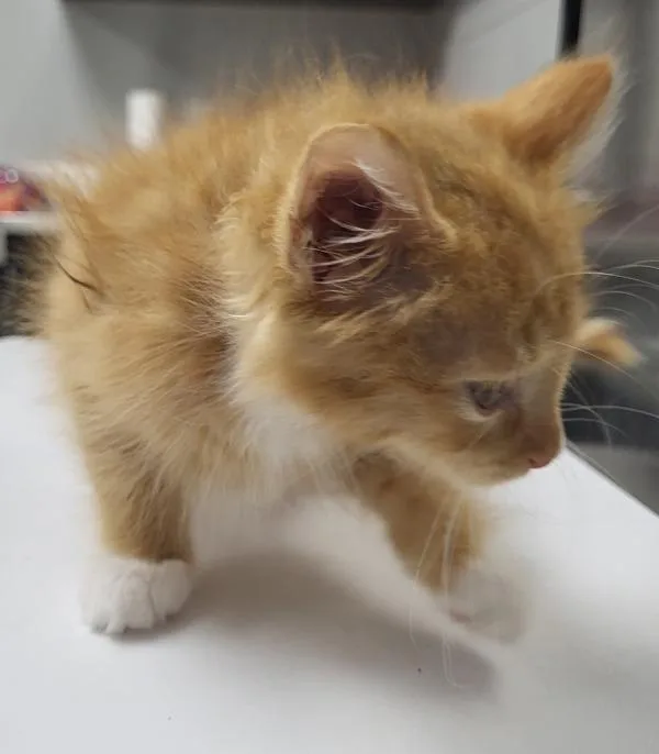 A baby small-sized male Domestic Short Hair cat named Nf Harris for adoption in Lawrenceville, GA