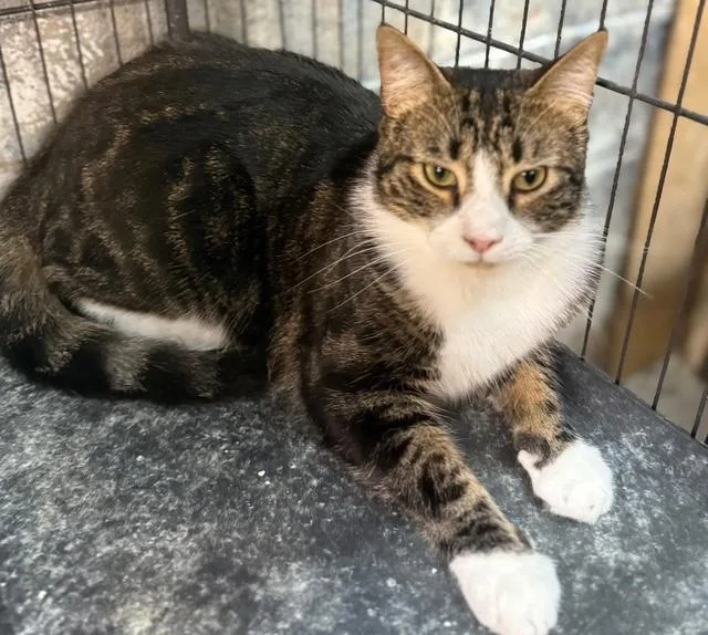 Edric Easy Going Big