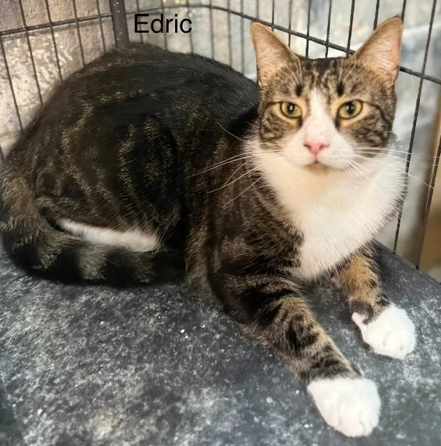 Edric Easy Going Big thumbnail 2