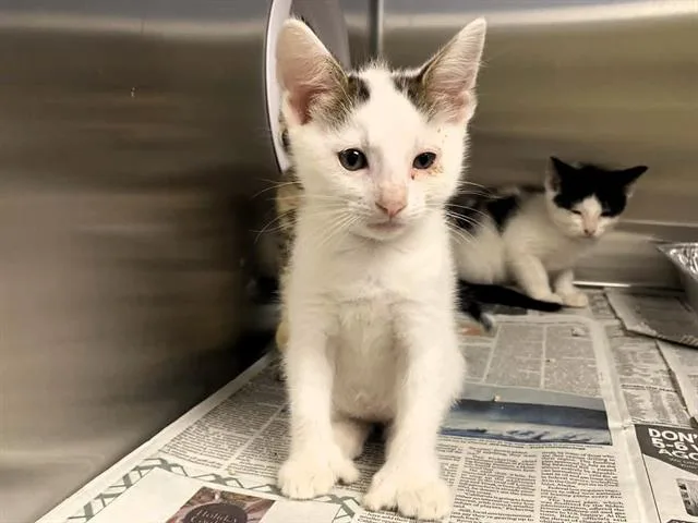 A baby small-sized male Domestic Short Hair cat named Timberlake for adoption in Tustin, CA