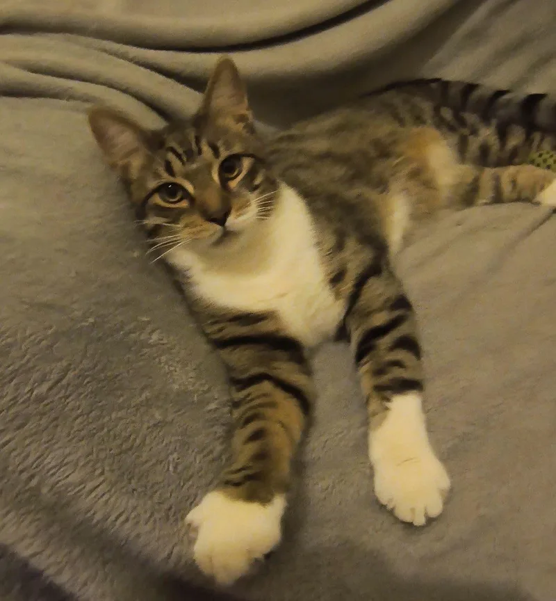 Colby Jack thumbnail 2