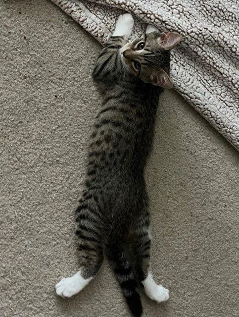 Colby Jack thumbnail 3