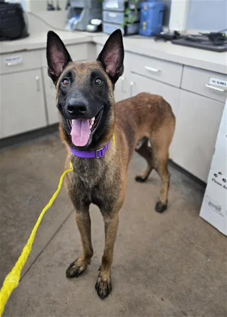 An adult large-sized male Belgian Shepherd / Malinois dog named Max for adoption in Dallas, TX