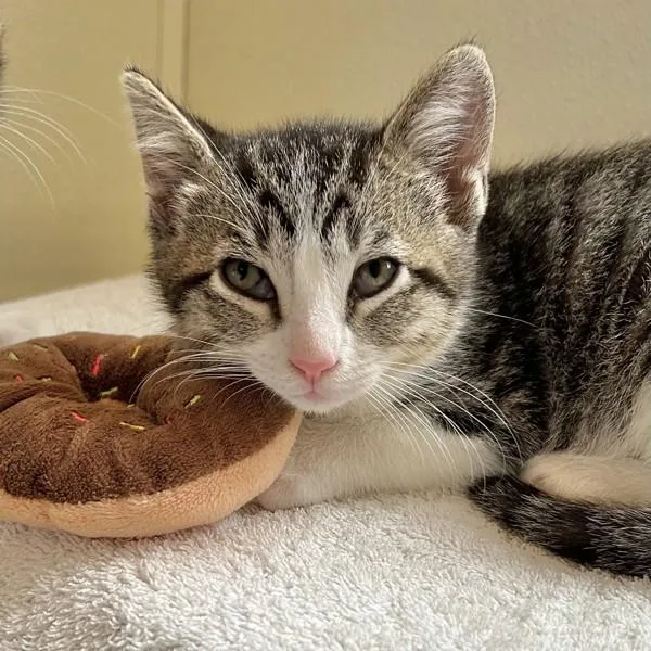 A baby small-sized male Domestic Short Hair cat named Grapefruit for adoption in Dublin, CA
