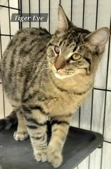 A young large-sized male Tabby (Tiger Striped) Domestic Short Hair cat named Tiger Eye for adoption in Moline, IL