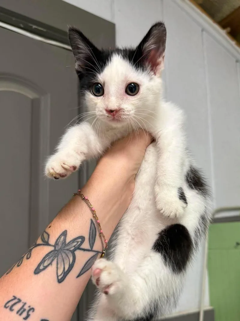 A young medium-sized male Black Domestic Short Hair cat named Dudde for adoption in Leitchfield, KY