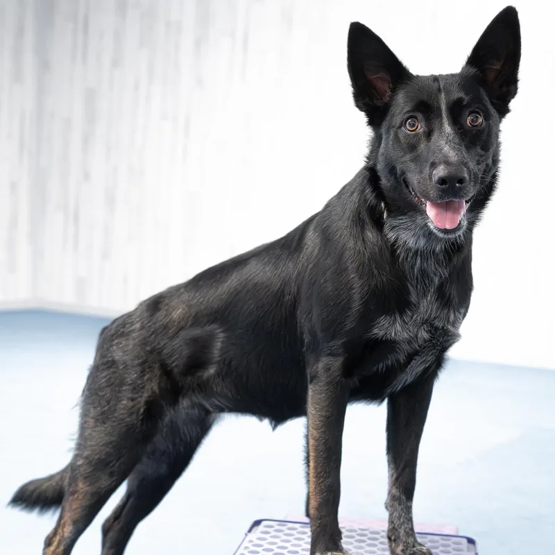 A young medium-sized female Black Shepherd dog named Hallie for adoption in BONIFAY, FL